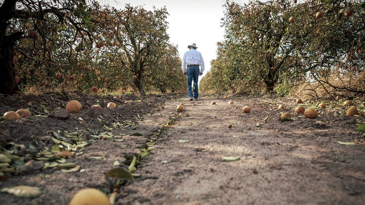 Eskişehir’de yaşayan çiftçiler hesaplarınızı kontrol edin; Ödemeler yapıldı