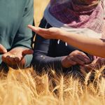 ETİ'den dev hamle; Eskişehir topraklarında yetiştiriliyor