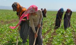 Mevsimlik tarım işçileriyle ilgili yeni düzenleme yapıldı!