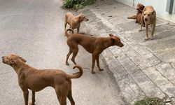 AK Parti Tepebaşı İlçe Başkanlığı'ndan başıboş sokak köpekleri açıklaması geldi!