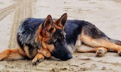 Eskişehir'deki tüm çoban ve bekçi köpekleri kayıt altına alınacak!