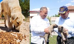 Gürhan Albayrak sokak hayvanları sorunu için çözüm önerisinde bulundu