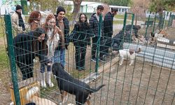 Eskişehir'de öğrencilerden sokak hayvanları için mama bağışı