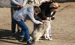 Eskişehir’de çoban köpekleri için anlamlı çalışma