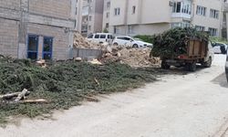 Eskişehir'de 12 ağaç kesildi; Gürol Yer duruma sert tepki gösterdi