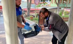 Odunpazarı Belediyesi kurtardı, Eskişehir Büyükşehir Belediyesi iyileştirecek