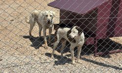 Eskişehir Besleme Grubu yeni yasanın köpek sayısını artırdığını savundu