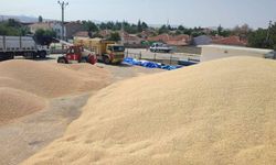 Eskişehir'in o ilçesinde 450 ton buğday ve arpa hasadı yapıldı