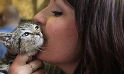 Kedi tırmığı deyip geçmemek lazımmış; Uzmanlar uyarıyor