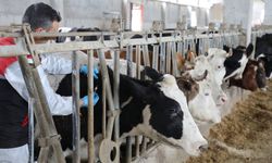 Eskişehir’de hayvan pazarı ile alakalı önemli karar