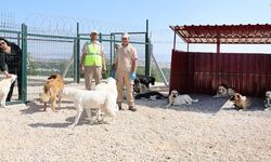 Eskişehir'de can dostlarımız için anlamlı çağrı; Sizin de katkınız olsun