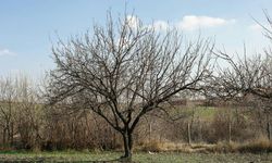 Ömer Fethi Gürer: "Meyve üretiminde 8 milyon tonluk bir kayıp var"