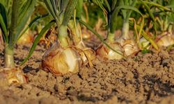 Eskişehir'de soğan üreticileri bu sene umduğunu bulamadı