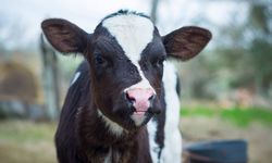 Mehmet Kızılinler uyardı; "Özellikle Tepebaşı bölgesinde çok büyük sıkıntı var"