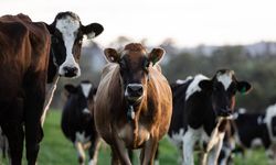 Ediz Ün :"Şap hastalığı süt hayvanlarında ek bir verim kaybına yol açıyor"