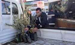 Sakarya Vadisi’nde zeytinciliği yeniden canlandırmak için harekete geçtiler