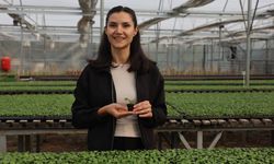 Eskişehir kış mevsimine 410 bin menekşe ile hazırlanıyor