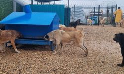 Ayşe Ünlüce Eskişehir’de köpek koruma altına alınan köpek sayısını açıkladı