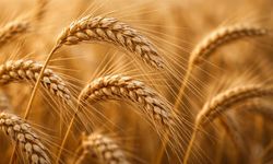 Eskişehir'de çiftçiler artık eskisi kadar buğday ve arpa ekmiyor; Sebebini Burhan Çelikoğlu açıkladı