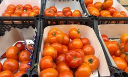 Eskişehir’de domates fiyatı el yakıyor; Bu fiyatlardan alınmaz