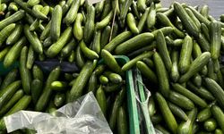 Eskişehir’de salatalık fiyatını gören dönüp bir daha bakıyor; Bakan çok alan yok