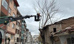 Eskişehir'de ağaçlar bahara hazırlanıyor; Odunpazarı Belediyesi çalışmalarına hız verdi