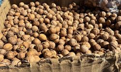 Eskişehir’de bayram baklavaları için satılan cevizlere yoğun ilgi; İşte güncel fiyatı