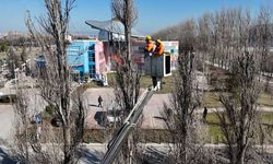 Eskişehir'de o parka polen üretmeyen ve uzun ömürlü çınar ağaçları dikiliyor