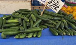 Eskişehir’de bir haftada 80 TL ucuzlayan salatalığın fiyatı hala pahalı bulunuyor