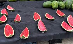 Eskişehir’de sezonun ilk karpuzları satışta; Fiyatını soran çok, alan yok