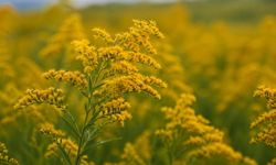 Eskişehir tarlalarında sık sık altın otu göreceksiniz; Gerekli çalışmalar tamamlandı