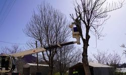 Eskişehir'de ağaçlara bakım seferberliği, budama çalışmaları sürüyor