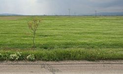 Eskişehir'de Alpu Belediyesi 9 farklı tarlayı satışa çıkardı
