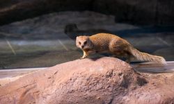 Eskişehir'de hayvanat bahçesine farklı kıtalardan getirilen yeni türler getirildi