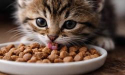 Atık yemekler can dostlara mama oluyor, Eskişehir’de yeni merkez hizmete girdi