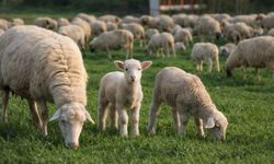 Küçükbaş hayvancılığı artırmayı amaçlayan dev proje hayata geçirildi