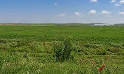 Çifteler’de 1 arsa 2 tarla açık teklif usulüyle satışa çıkarılıyor