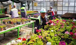 Tepebaşı’nda üretilen çiçekler ilçenin dört bir yanını süslüyor