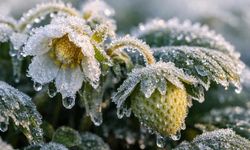 Zirai don uyarısı geldi; Eskişehirli üreticiler için kritik günler başlıyor