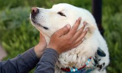 Akbaş çoban köpeği için Eskişehir’de dikkat çeken mesaj