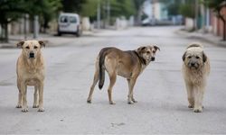 Mustafa Destici: "Başıboş sokak köpekleri gerekiyorsa uyutulmalıdır"