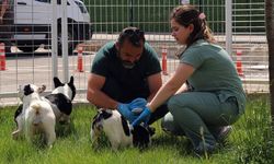 Eskişehir'de 9 köpek koruma altına alındı