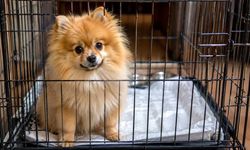 Yasa dışı yollarla ülkemize köpek sokarken yakalandılar