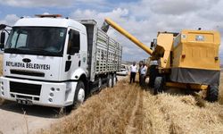 Beylikova Belediyesinin tarım arazilerinde hasat başladı