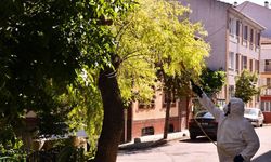 Eskişehir'de ağaçları zararlı böcek ve sineklerden koruyorlar