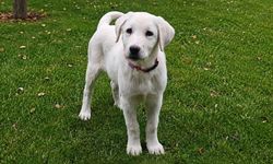 Sivrihisar'ın meşhur köpeğine yurt dışından da ilgi var