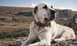 12 ırk arasından en iyi sürü bekçi köpeği seçildi; Eskişehir'in o ilçesi ile özdeşleşti