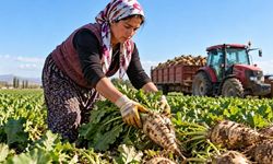 Şeker pancarı alım fiyatı açıklandı: Çiftçinin beklentisi karşılık bulmadı