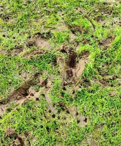 Eskişehirspor’un uzun süredir beklediği adım atıldı, stat zemini için harekete geçildi