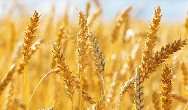 Buğday ve arpa fiyatları belli oldu: Çiftçinin eline geçecek rakamlar açıklandı